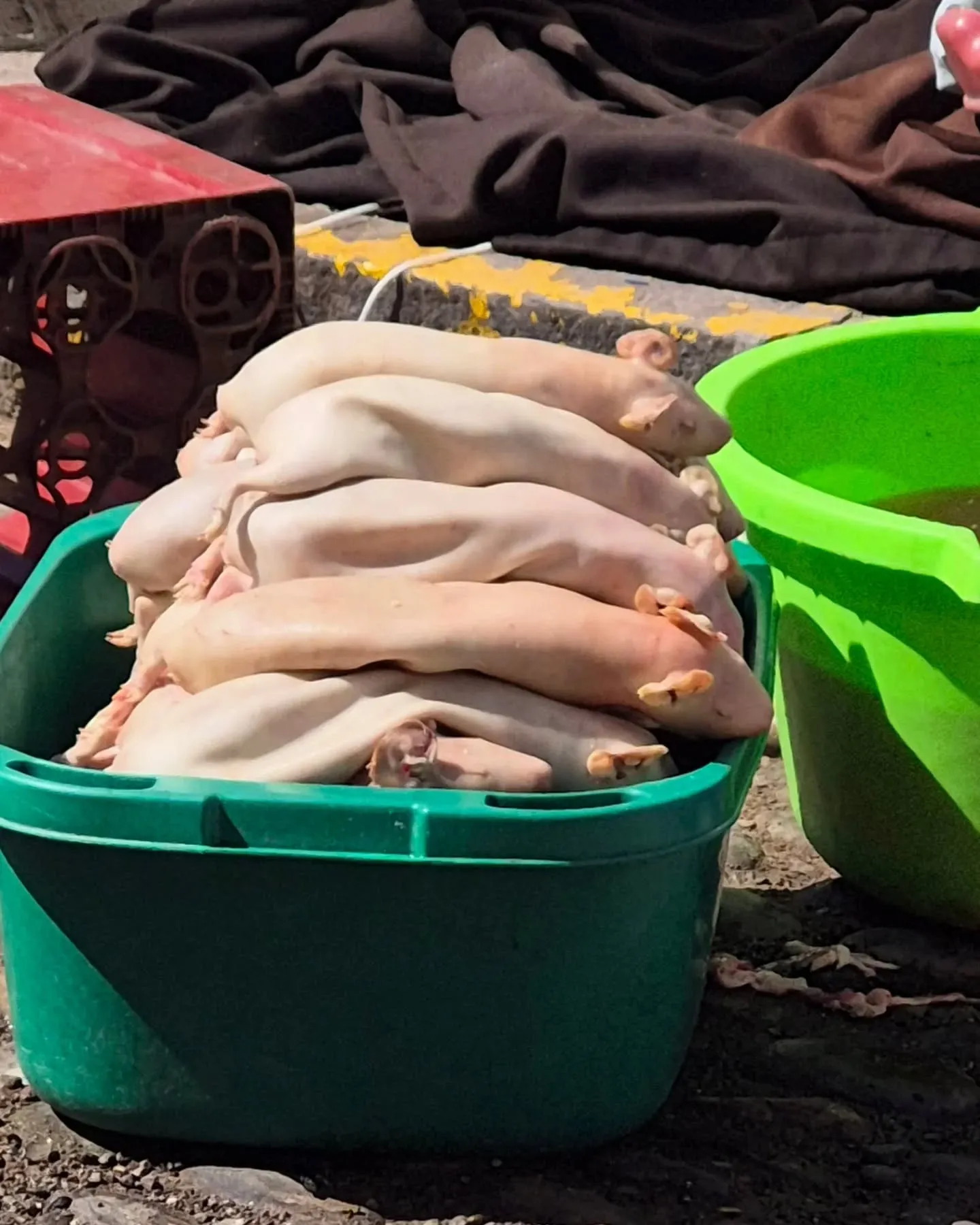 Cuys pelados empilhados numa bacia verde numa feira