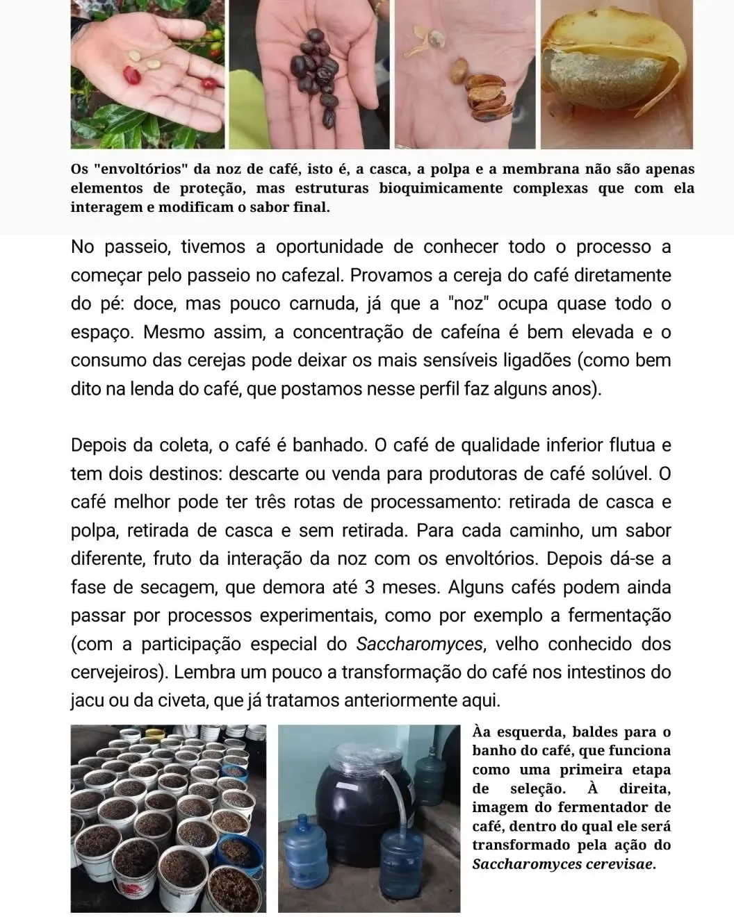 Lâmina 2 do carrossel, com fotos de cerejas e grãos de café na mão, baldes de lavagem e o fermentador